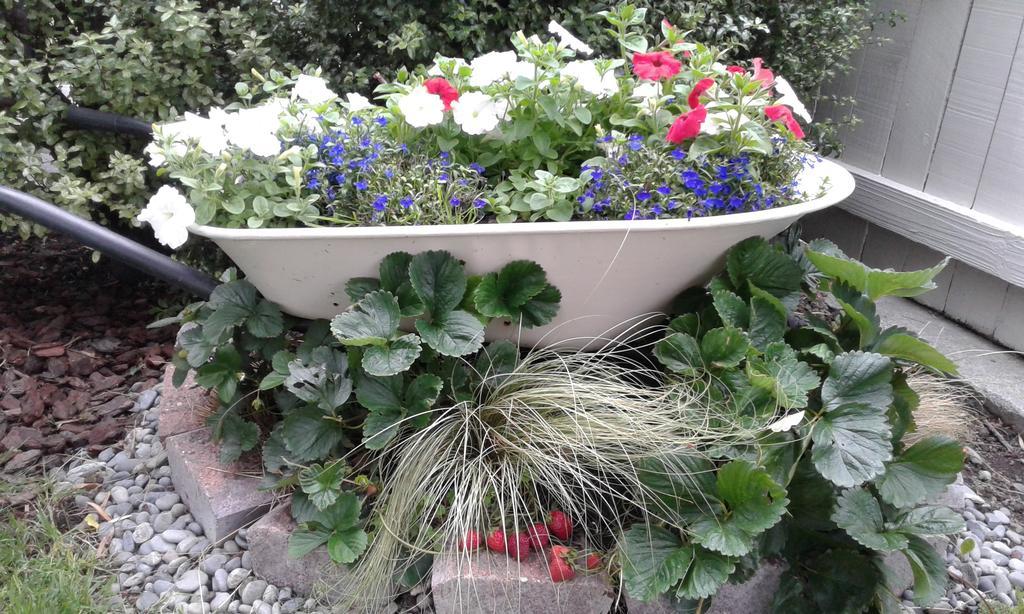 Coeden Cottage เบลนิม ภายนอก รูปภาพ